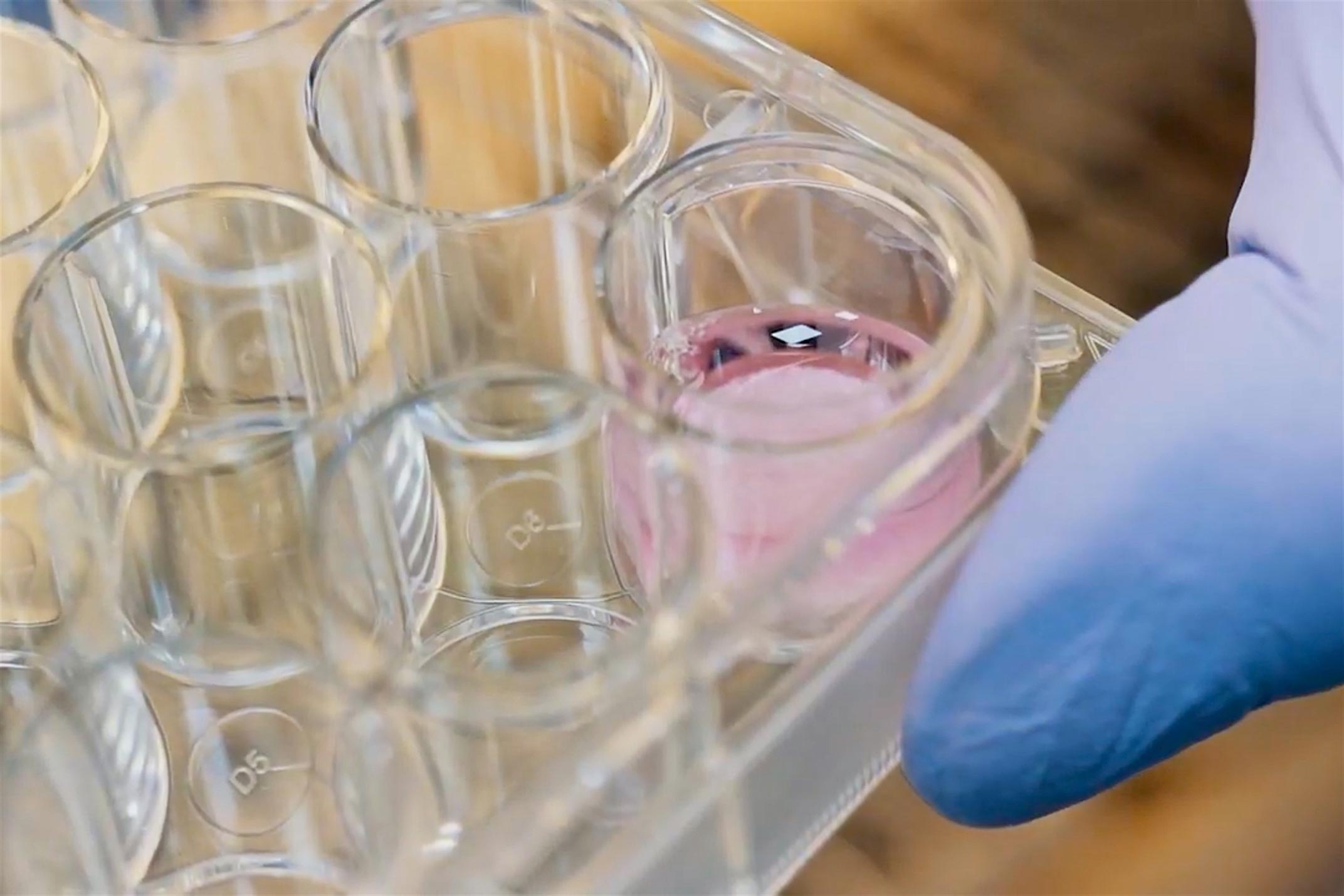 Widok umieszczonych na podstawce kilku naczyń laboratoryjnych do przechowywania biokompozytu